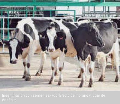 Inseminación con semen sexado: Efecto del horario y lugar de depósito - Image 1