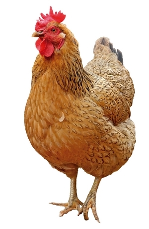 Retos nutricionales en sistemas de producción de huevo para plato libre de jaula - Image 1