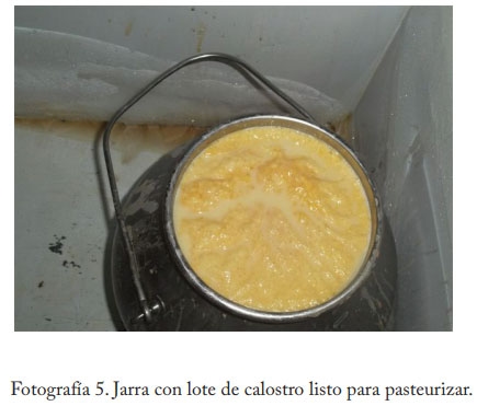 Pasteurización del calostro - Image 6
