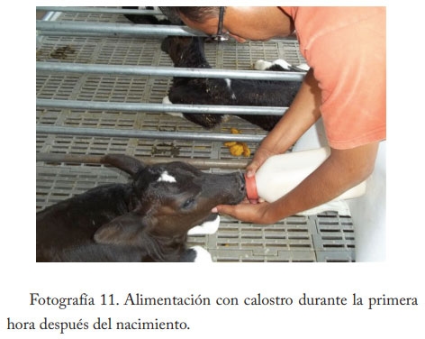Pasteurización del calostro - Image 15
