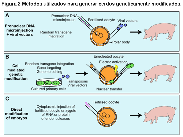 Cerdos transgénicos: Beneficio para la producción, salud animal y humana - Image 2
