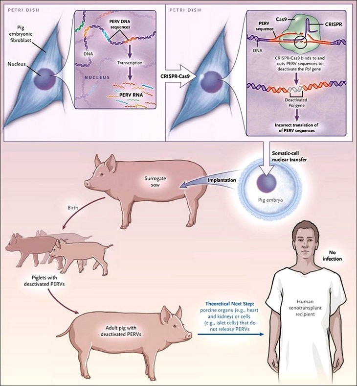 Cerdos transgénicos: Beneficio para la producción, salud animal y humana - Image 4