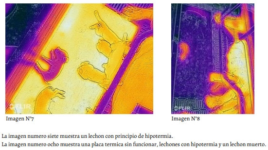 Uso de Imágenes Termográficas en Producción Porcina. Parte 1. - Image 7