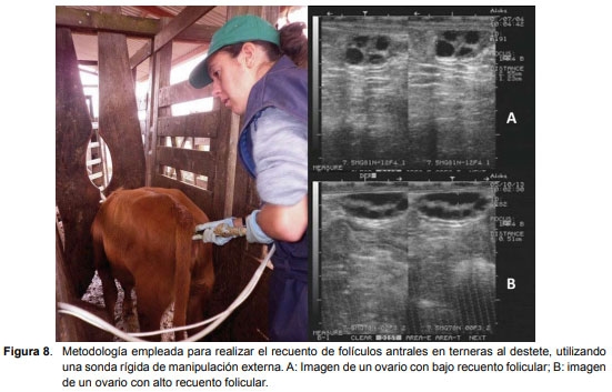 Reserva folicular y pubertad. El recuento de folículos antrales es una herramienta que permitiría seleccionar terneras más precoces al destete. - Image 1