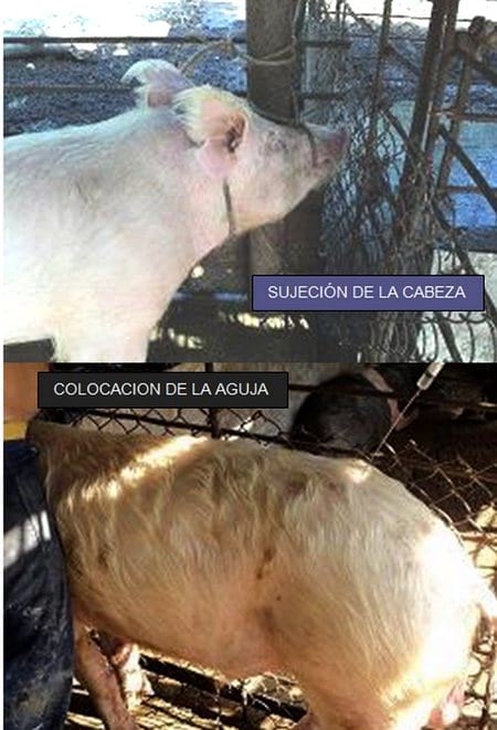 Anestesia Epidural en cerdos Adultos (Comunicación de una experiencia) - Image 1