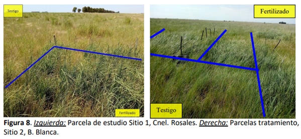 Fertilización nitrogenada creciente en agropiro alargado (Thinopyrum ponticum) en dos sitios dentro del sudoeste bonaerense semiárido - Image 8