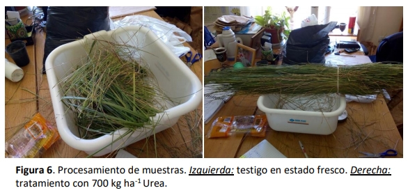 Fertilización nitrogenada creciente en agropiro alargado (Thinopyrum ponticum) en dos sitios dentro del sudoeste bonaerense semiárido - Image 6