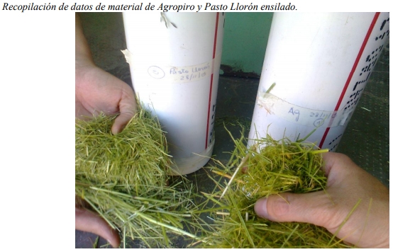 Unidades Demostrativas como herramienta estratégica de extensión - Image 38