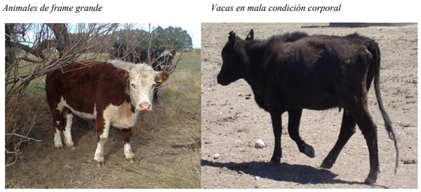 Unidades Demostrativas como herramienta estratégica de extensión - Image 1