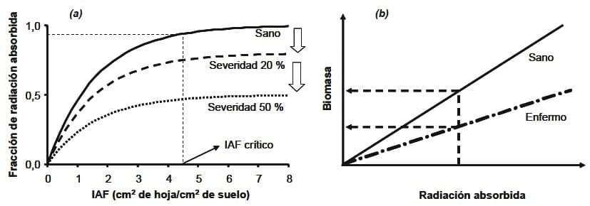 Las enfermedades foliares en el cultivo de trigo: Una perspectiva ecofisiológica - Image 2