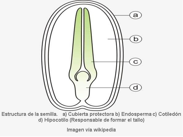 El poder que hay en una sola semilla - Image 8