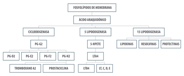 ¿Inflamarse o no inflamarse? Esa es la cuestión. Una actualización sobre las bases inmunológicas de la inflamación y su impacto en la salud animal - Image 5