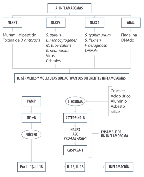 ¿Inflamarse o no inflamarse? Esa es la cuestión. Una actualización sobre las bases inmunológicas de la inflamación y su impacto en la salud animal - Image 2