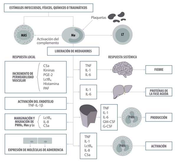 ¿Inflamarse o no inflamarse? Esa es la cuestión. Una actualización sobre las bases inmunológicas de la inflamación y su impacto en la salud animal - Image 1