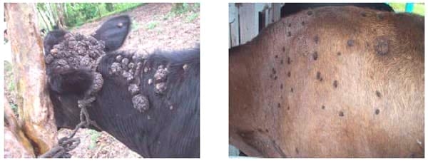 Efectividad de la vacuna contra la enfermedad de Newcastle en el control de la papilomatosis bovina - Image 2