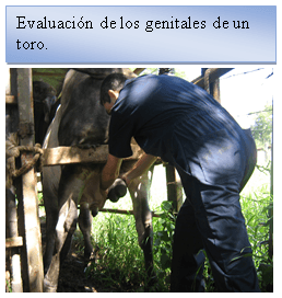 Selección de sementales por análisis andrólogico - Image 8