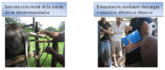 Selección de sementales por análisis andrólogico - Image 11