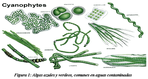 Algas y cianobacterias alguicidas para tratar las “aguas” contaminadas para consumo vacuno y humano - Image 1