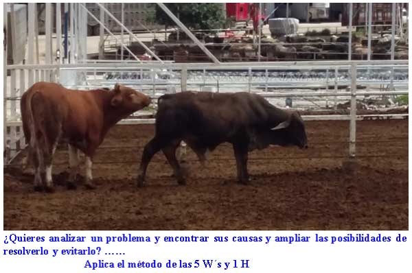 Aplicación del método de las 5”W” y 1 “H” en los corrales de engorda de ganado - Image 1