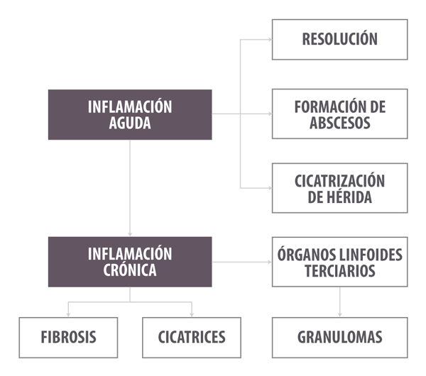 ¿Inflamarse o no inflamarse? Esa es la cuestión. Una actualización sobre las bases inmunológicas de la inflamación y su impacto en la salud animal - Parte 2 - Image 5