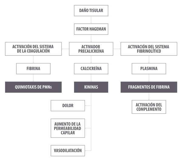 ¿Inflamarse o no inflamarse? Esa es la cuestión. Una actualización sobre las bases inmunológicas de la inflamación y su impacto en la salud animal - Parte 2 - Image 1
