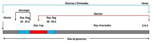 Manejo reproductivo en granjas de ganado porcino: Indicadores a nivel de campo - Image 15