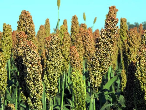 El sorgo gana protagonismo en las dietas ganaderas - Image 1