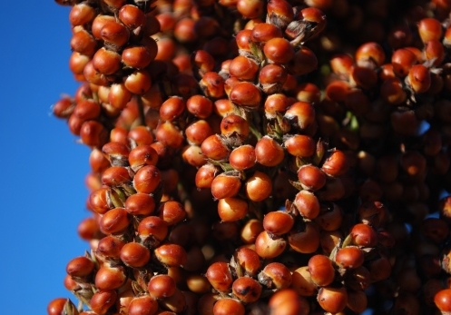 El sorgo gana protagonismo en las dietas ganaderas - Image 3