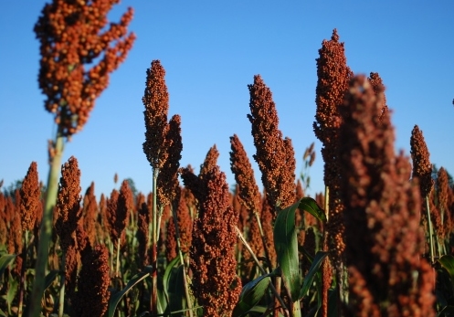 El sorgo gana protagonismo en las dietas ganaderas - Image 2