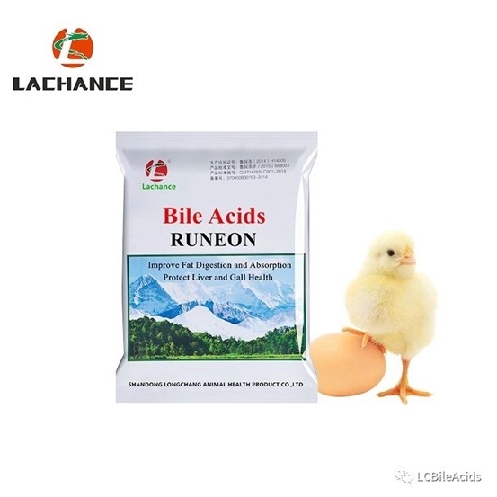 La mejor dieta para gallinas ponedoras bajo altas temperaturas - Image 2