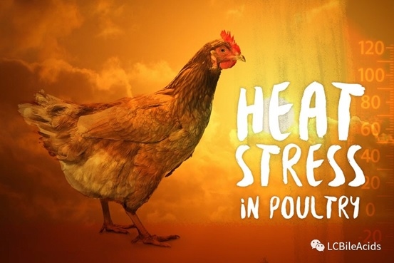 La mejor dieta para gallinas ponedoras bajo altas temperaturas - Image 1