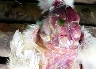 Calidad de pollito: Arranque fundamental - Evaluacion de mortalidad 5 dias - Image 3