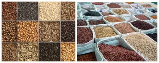 Importancia de la semilla, su función, producción, etapas y tipos de semillas - Image 1