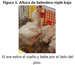 Efecto de altura del bebedero tipo niple sobre los parámetros Productivos en pollos de engorda - Image 1