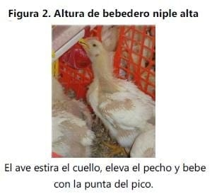 Efecto de altura del bebedero tipo niple sobre los parámetros Productivos en pollos de engorda - Image 2