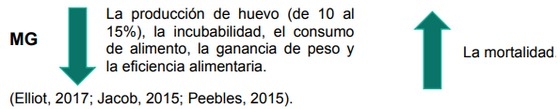  Efecto de la vacunación contra Mycoplasma gallisepticum en los parámetros productivos de las gallinas - Image 1