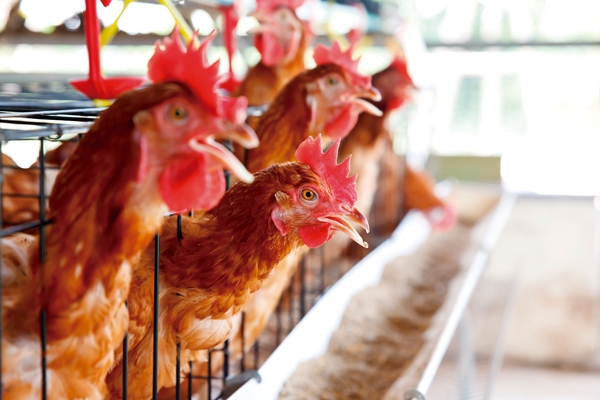 Estrés calórico: Un problema para la productividad y el bienestar de las aves - Image 5