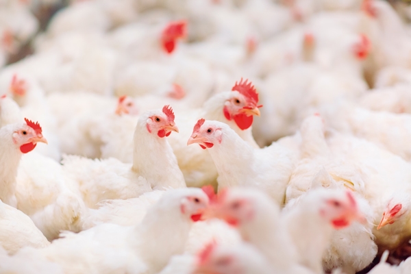 Estrés calórico: Un problema para la productividad y el bienestar de las aves - Image 1