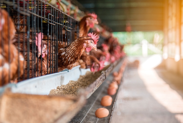 Estrés calórico: Un problema para la productividad y el bienestar de las aves - Image 4