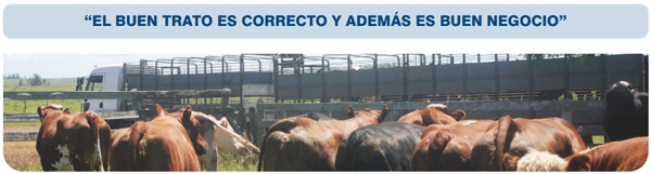 Bienestar animal bovinos buenas prácticas de manejo previo al embarque - Image 4
