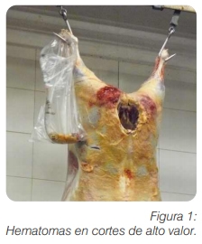Bienestar animal bovinos buenas prácticas de manejo previo al embarque - Image 1