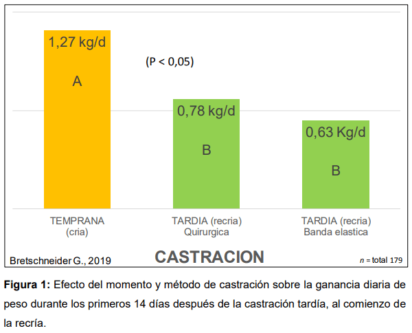 Por retrasar la castración, se pierden hasta 11 kg/ ternero - Image 1