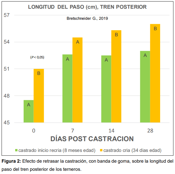 Castración de terneros: dolor y pérdida de peso - Image 2