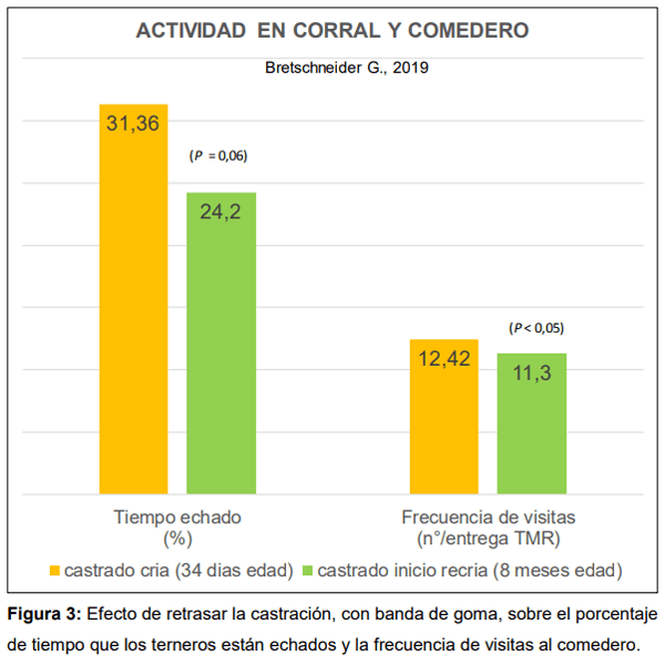 Castración de terneros: dolor y pérdida de peso - Image 3