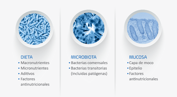 Integridad intestinal: un paso determinante en la rentabilidad avícola - Image 2