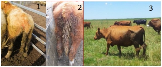 Epidemiología, efecto sobre la condición corporal y control de la helmintiasis gastrointestinal de los bovinos en el sur de Córdoba - Image 7