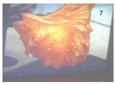 Epidemiología, efecto sobre la condición corporal y control de la helmintiasis gastrointestinal de los bovinos en el sur de Córdoba - Image 10