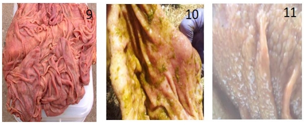 Epidemiología, efecto sobre la condición corporal y control de la helmintiasis gastrointestinal de los bovinos en el sur de Córdoba - Image 12