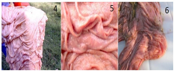 Epidemiología, efecto sobre la condición corporal y control de la helmintiasis gastrointestinal de los bovinos en el sur de Córdoba - Image 9