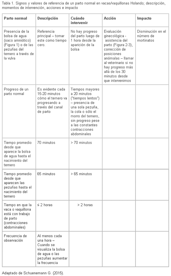 Anticipándose a la temporada de partos en rodeos lecheros: 6 puntos a tener en cuenta para prevenir pérdidas de terneros - Image 2